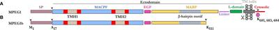 Ancient but Not Forgotten: New Insights Into MPEG1, a Macrophage Perforin-Like Immune Effector